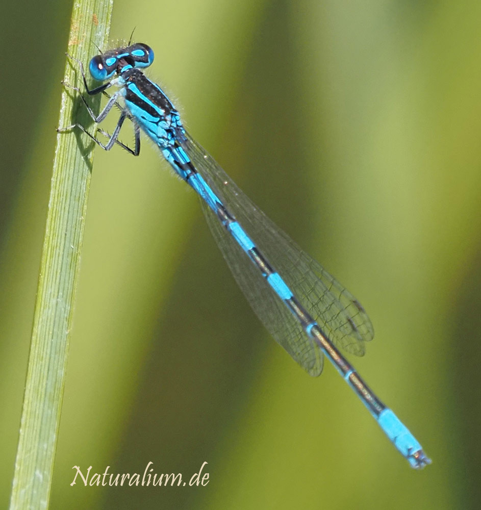 Gabel-Azurjungfer, Coenagrion scitulum