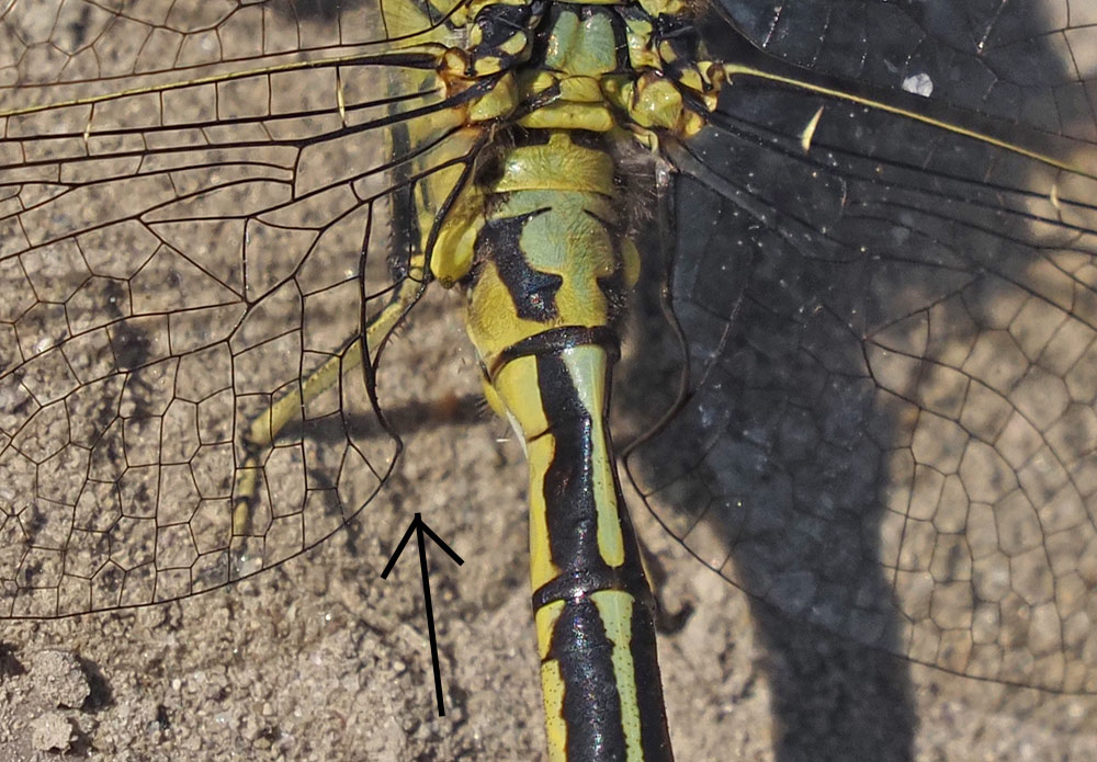 Westliche Keiljungfer, Gomphus pulchellus