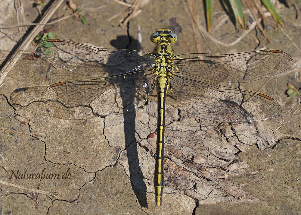 Westliche Keiljungfer, Gomphus pulchellus