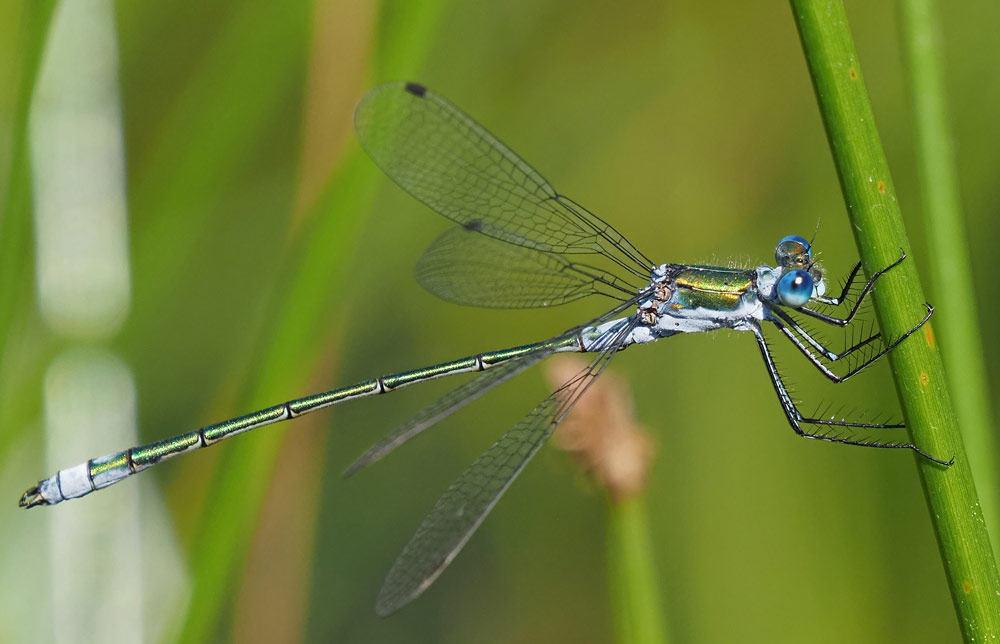 Gemeine Binsenjungfer, Lestes sponsa