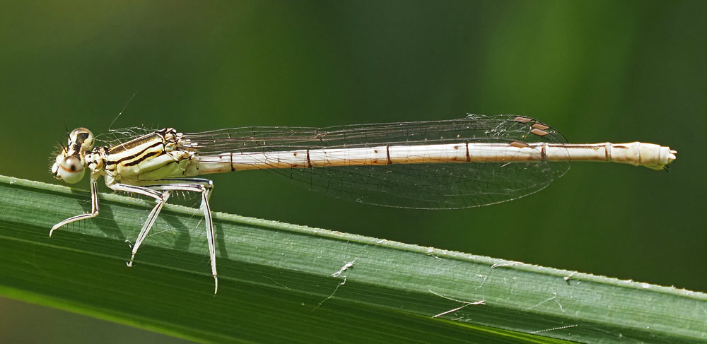 Blaue Federlibelle, Platycnemis pennipes