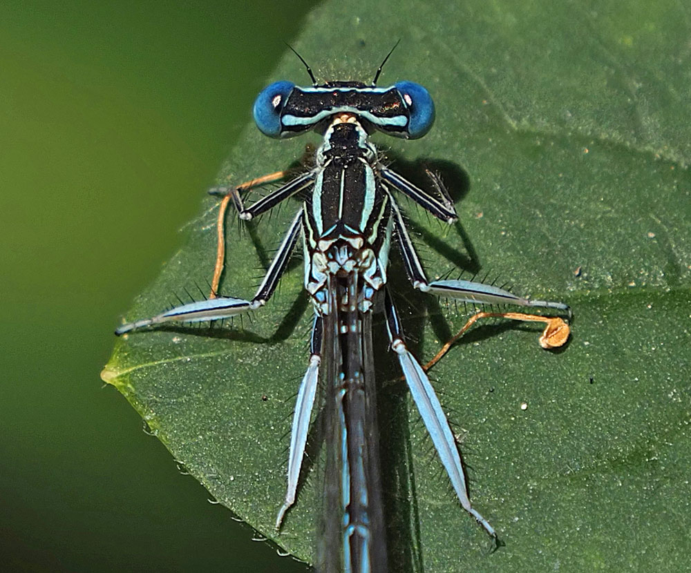 Blaue Federlibelle, Platycnemis pennipes
