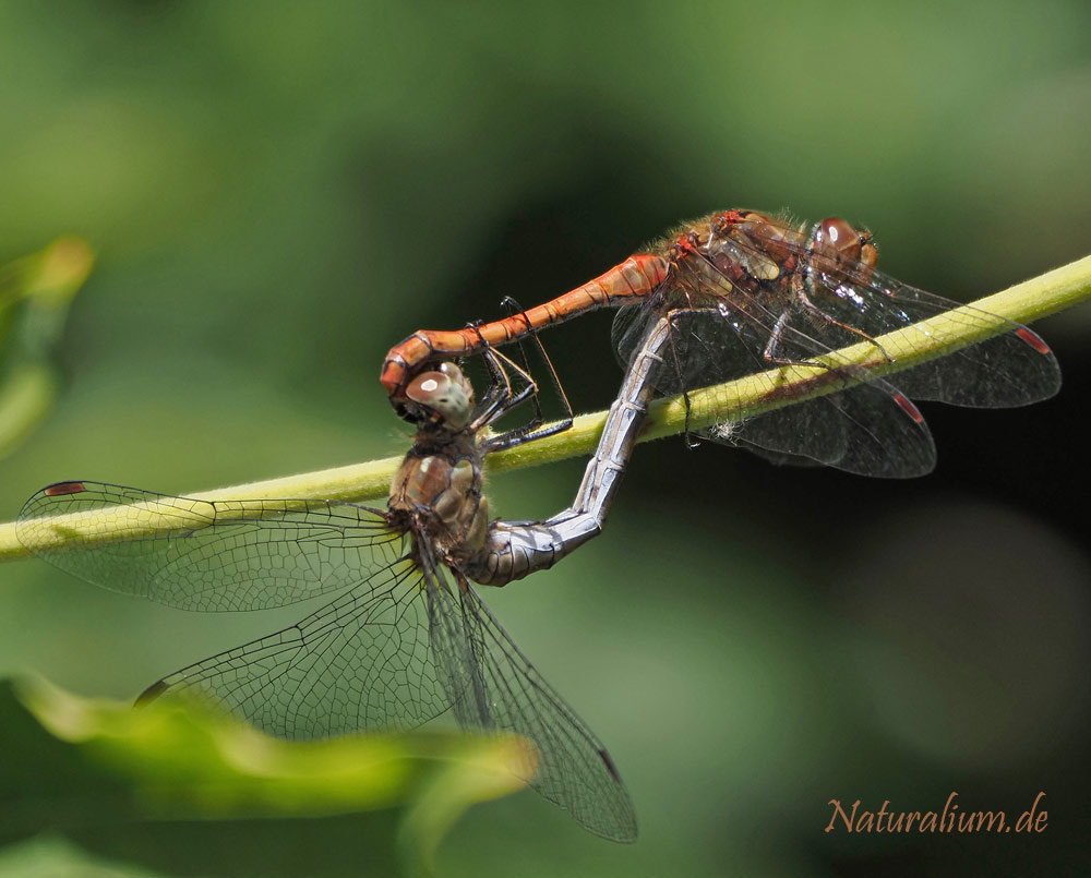 Große Heidelibelle, Sympetrum striolatum
