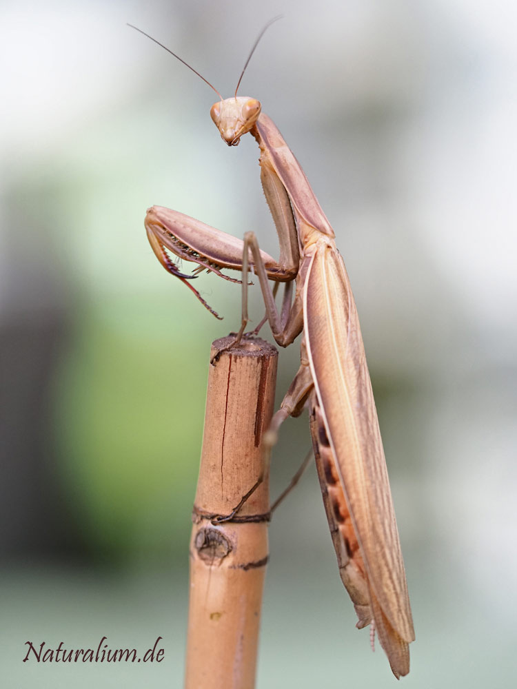 Europäische Gottesanbeterin, Mantis religiosa Europäische Gottesanbeterin, Mantis religiosa