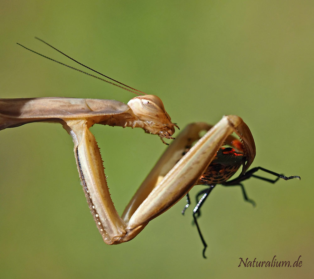 Europäische Gottesanbeterin, Mantis religiosa Europäische Gottesanbeterin, Mantis religiosa