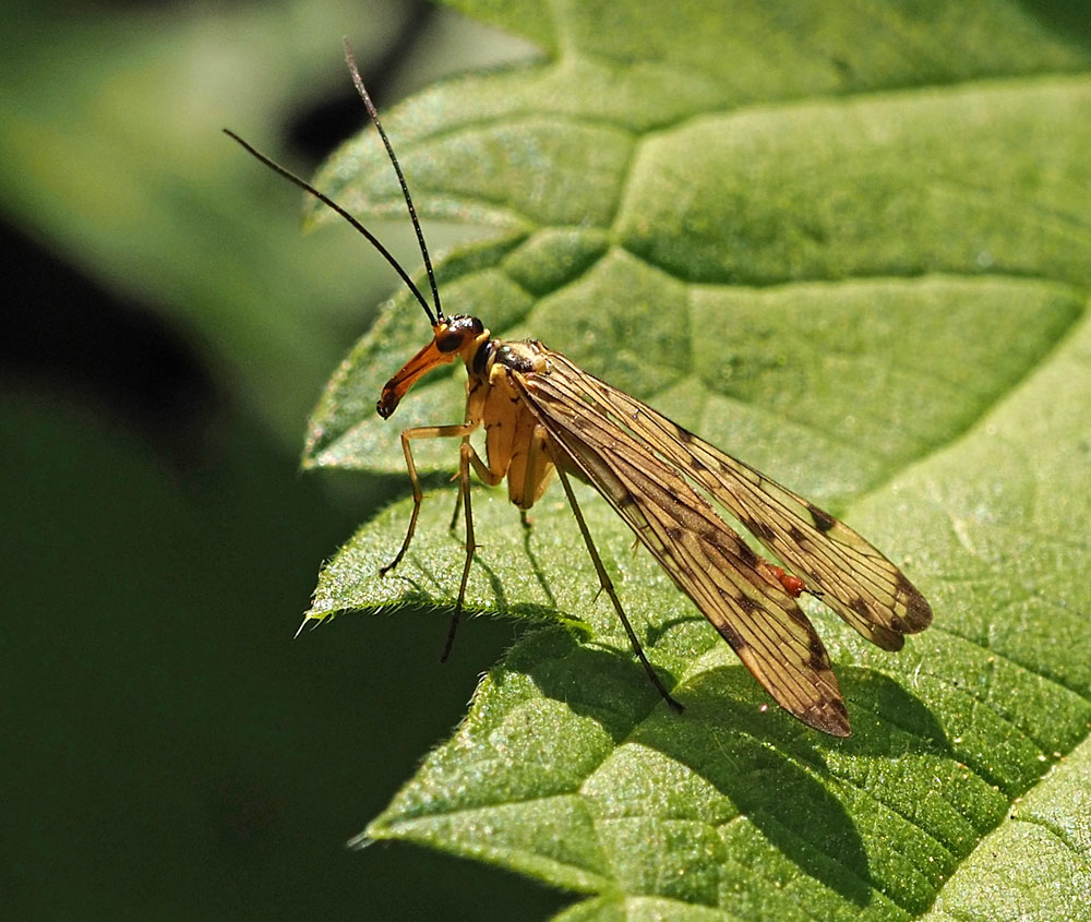 Deutsche Skorpionsfliege, Panorpa germanica Weibchen