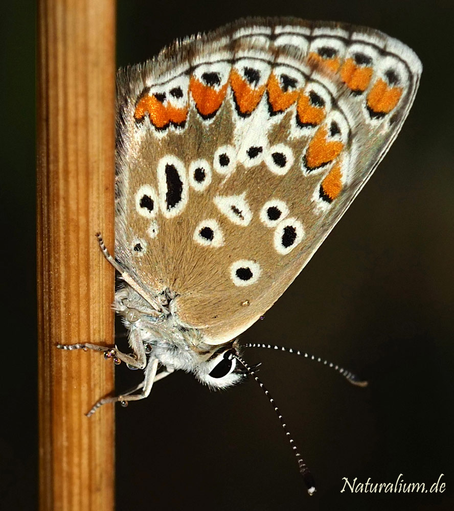 Kleiner Sonnenröschen-Bläuling, Aricia agestis Kleiner Sonnenröschen-Bläuling, Aricia agestis