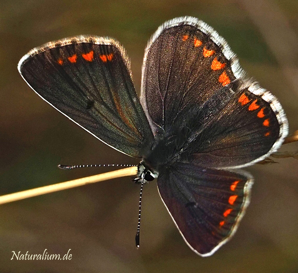 Kleiner Sonnenröschen-Bläuling, Aricia agestis Kleiner Sonnenröschen-Bläuling, Aricia agestis