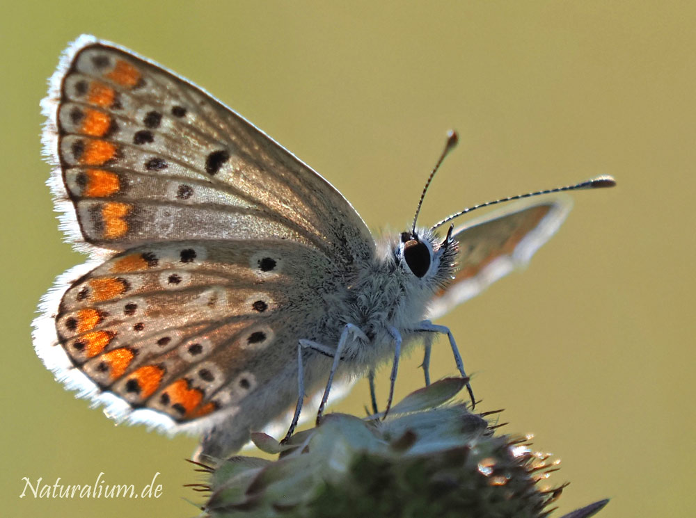 Kleiner Sonnenröschen-Bläuling, Aricia agestis Kleiner Sonnenröschen-Bläuling, Aricia agestis