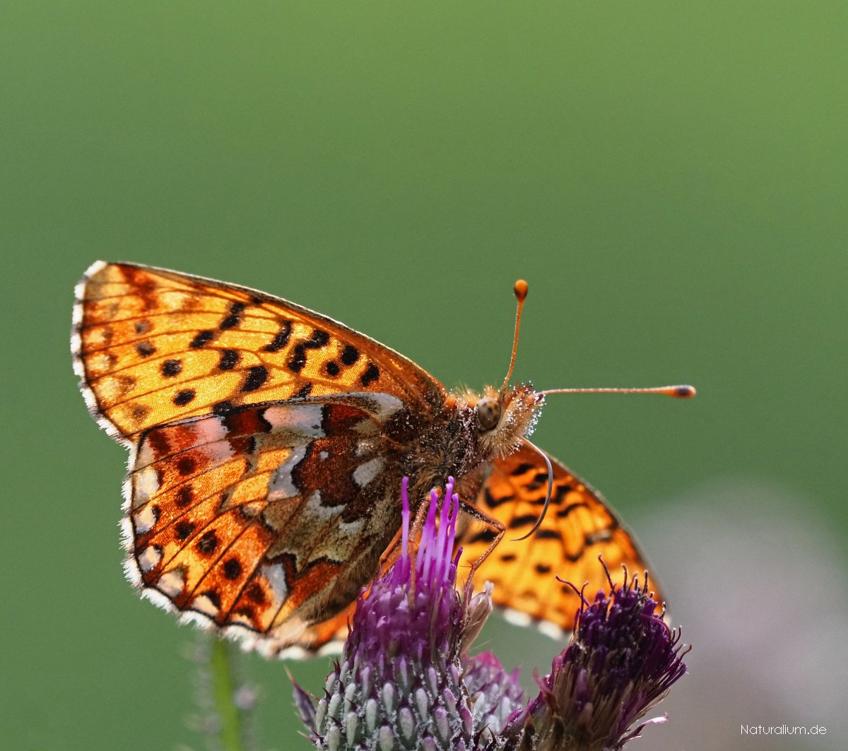 Hochmoor-Perlmutterfalter, Boloria aquilonaris