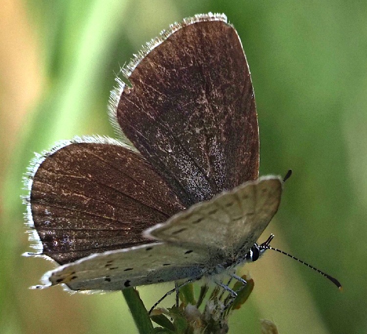 Kurzschwänziger Bläuling, Cupido argiades