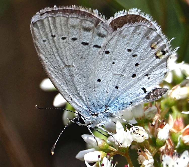 Kurzschwänziger Bläuling, Cupido argiades
