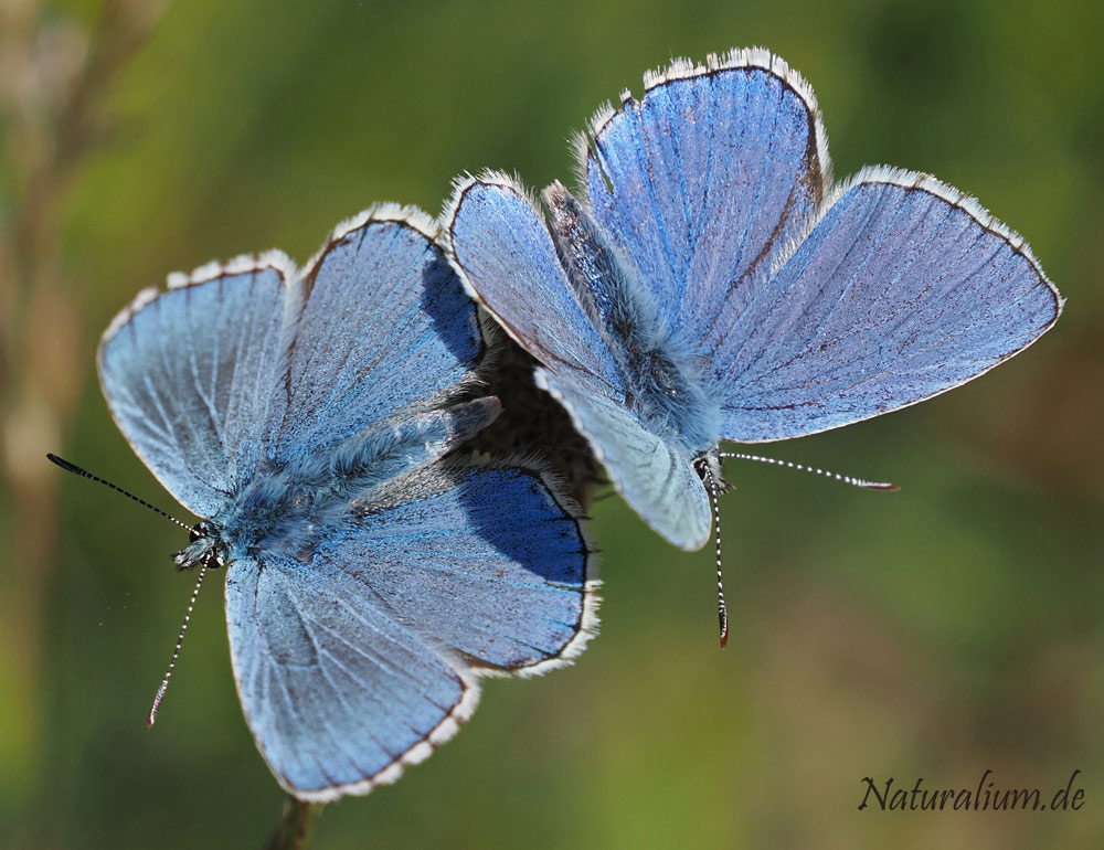 Himmelblauer Bläuling, Lysandra bellargus Himmelblauer Bläuling, Lysandra bellargus