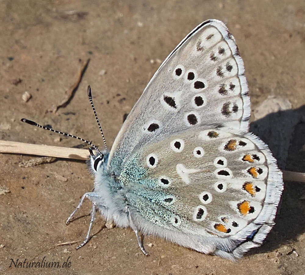 Himmelblauer Bläuling, Lysandra bellargus Himmelblauer Bläuling, Lysandra bellargus