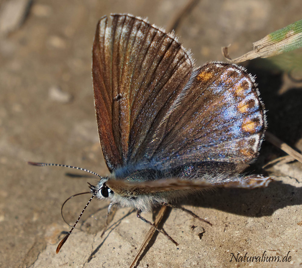 Himmelblauer Bläuling, Lysandra bellargus Himmelblauer Bläuling, Lysandra bellargus