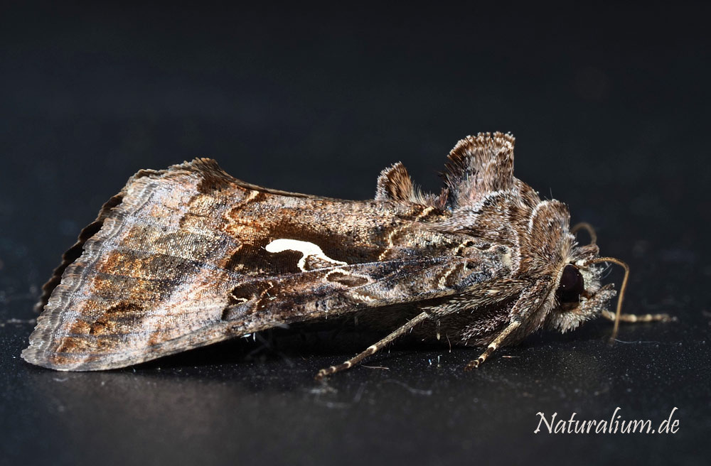 Gammaeule, Autographa gamma Gammaeule, Autographa gamma