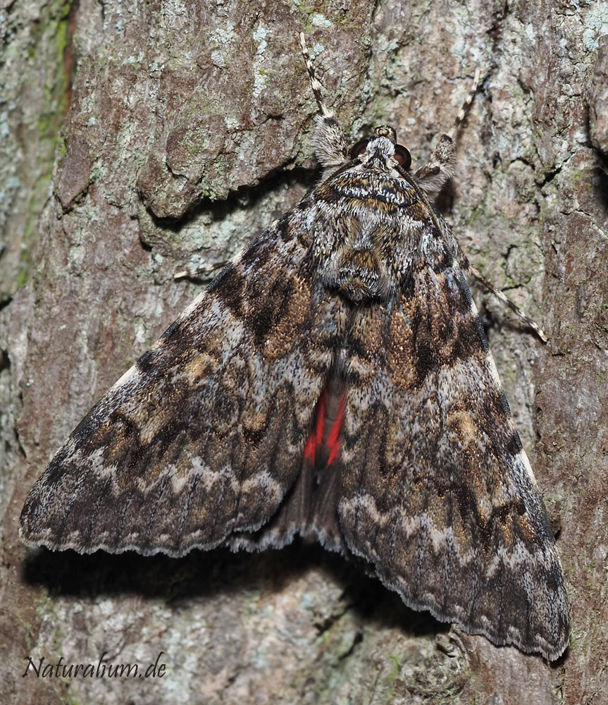Kleines Eichenkarmin, Catocala promissa