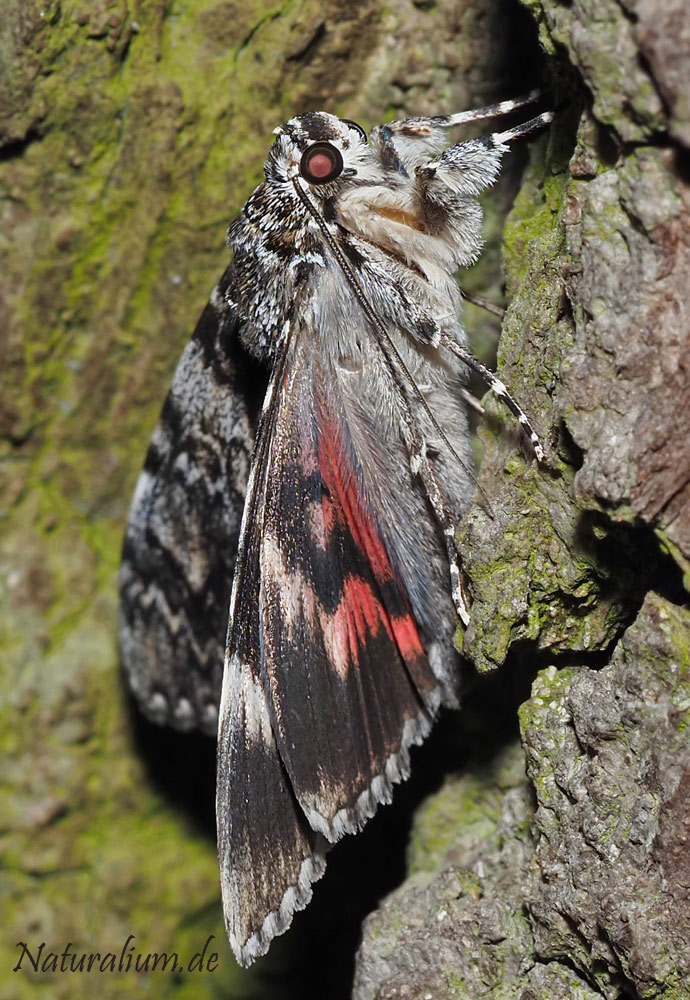 Kleines Eichenkarmin, Catocala promissa