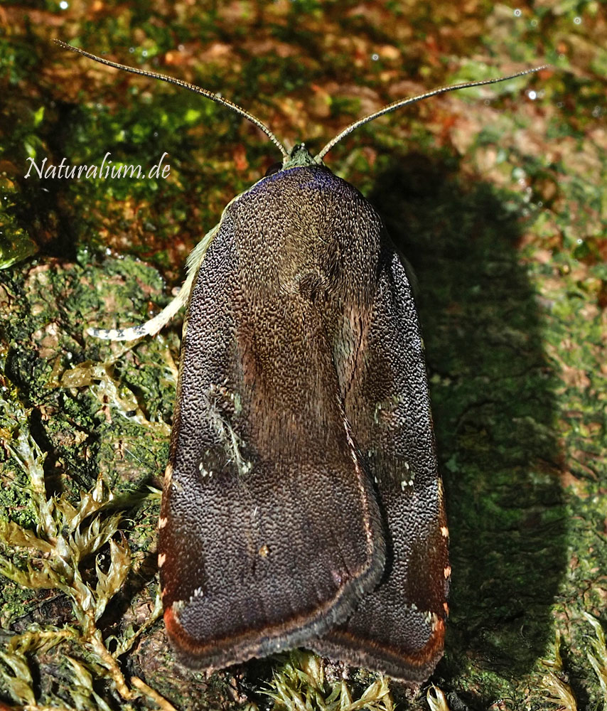 Janthe-Bandeule, Noctua janthe Janthe-Bandeule, Noctua janthe