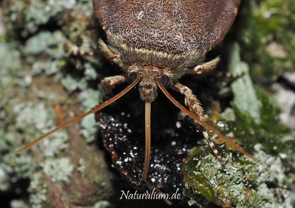 Janthe-Bandeule, Noctua janthe Janthe-Bandeule, Noctua janthe