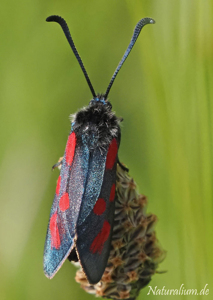 Beilfleck-Widderchen, Zygaena loti Beilfleck-Widderchen, Zygaena loti