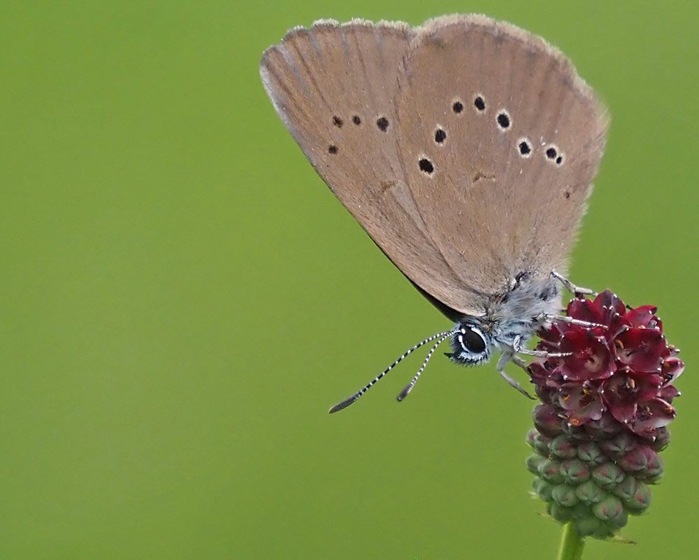 Dunkler Wiesenknopf-Ameisenbläuling (Phengaris nausithous)