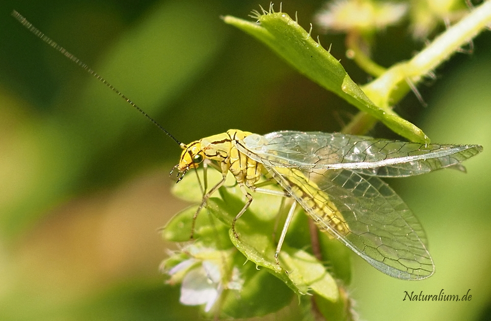 Hainbuchen-Florfliege, Hypochrysa elegans