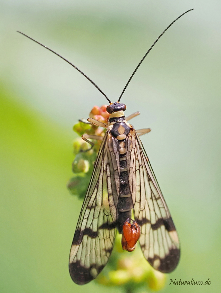 Gemeine Skorpionsfliege, Panorpa communis