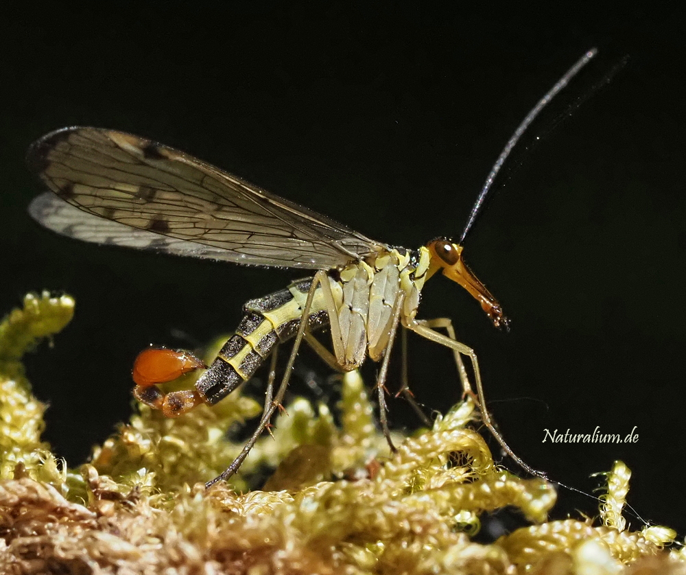 Deutsche Skorpionsfliege, Panorpa germanica m