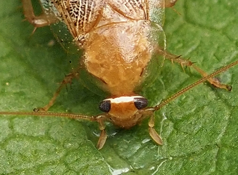 Trassenwaldschabe, Planuncus tingitanus