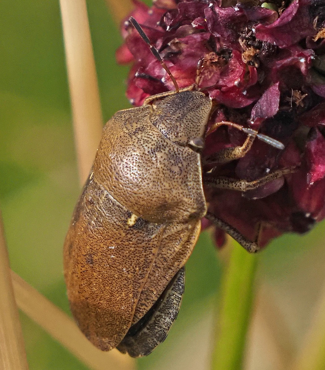 Schildkrötenwanze, Eurygaster testudinaria