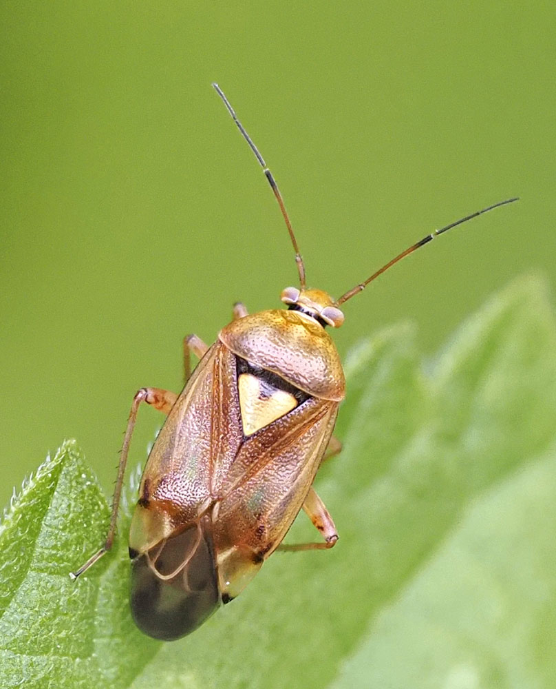 Gemeine Wiesenwanze, Lygus pratensis