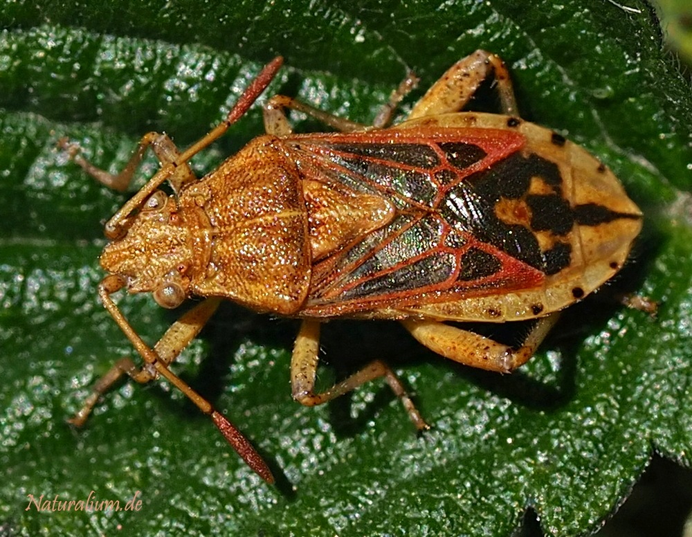 Korbblüten-Glasflügelwanze,  Stictopleurus abutilon