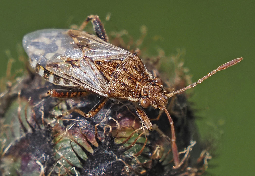 Punktierte Glasflügelwanze,  Stictopleurus punctatonervosus