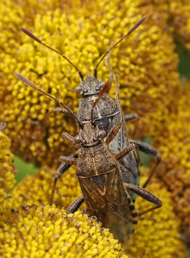 Punktierte Glasflügelwanze,  Stictopleurus punctatonervosus Paarung