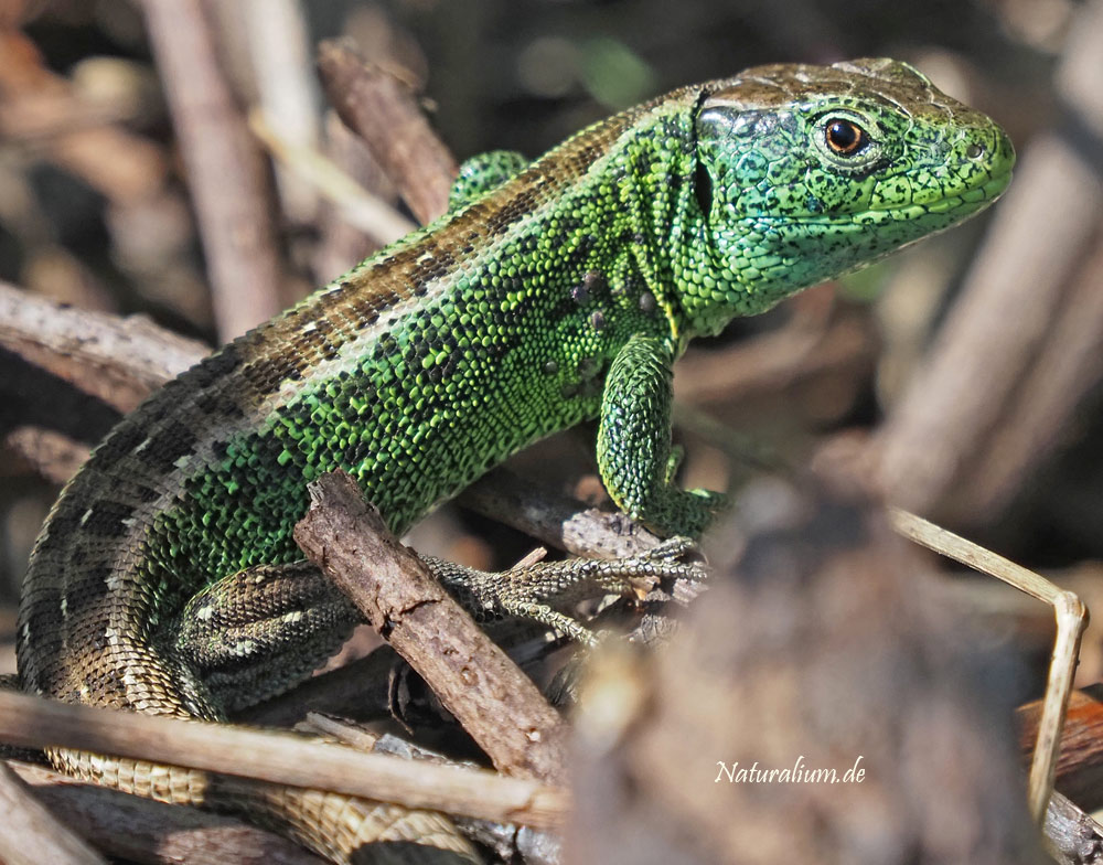 Zauneidechse, Lacerta agilis m
