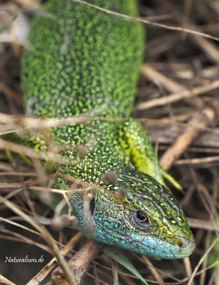 Westliche Smaragdeidechse, Lacerta bilineata