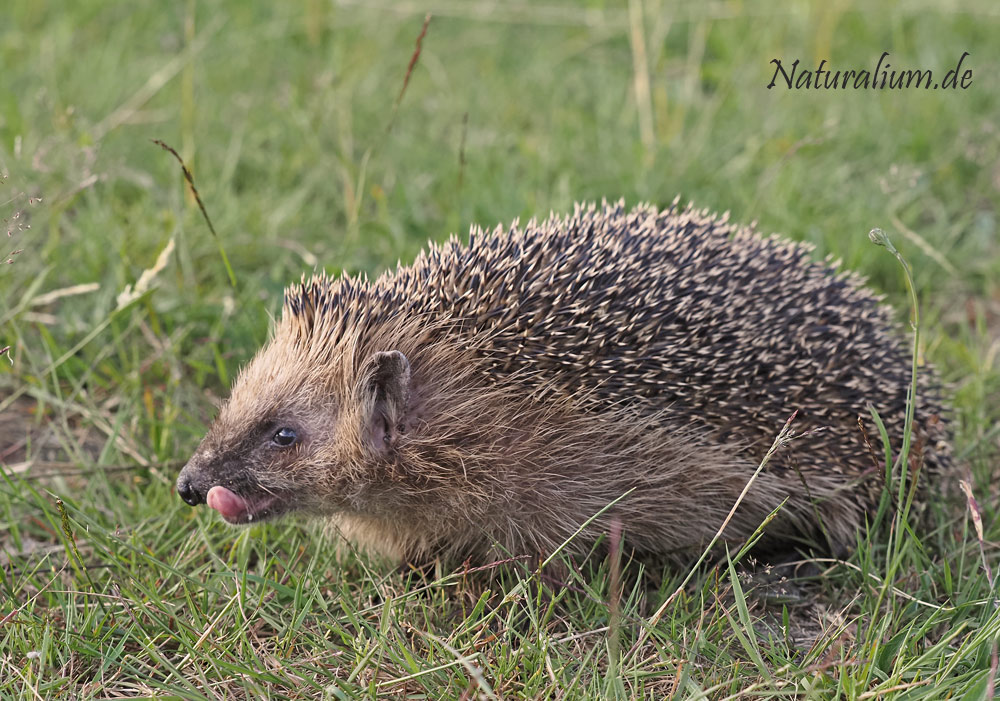 Braunbrustigel, Erinaceus europaeus Braunbrustigel, Erinaceus europaeus