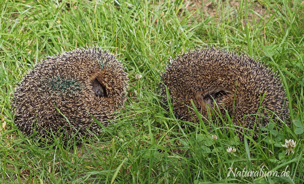 Braunbrustigel, Erinaceus europaeus Braunbrustigel, Erinaceus europaeus