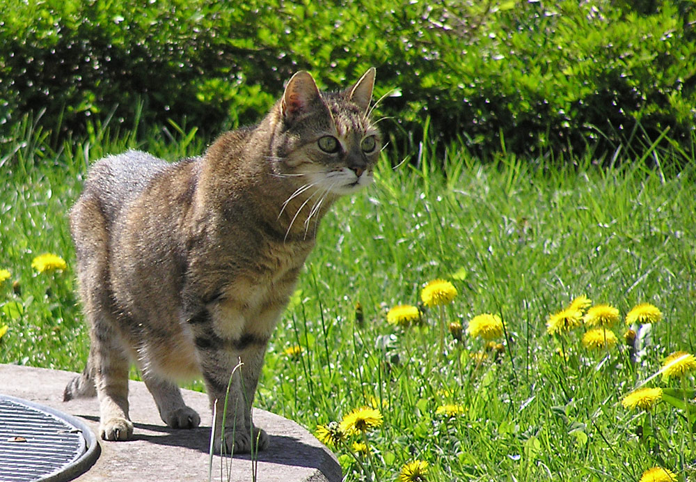 Hauskatze, Felis silvestris catus Hauskatze, Felis silvestris catus