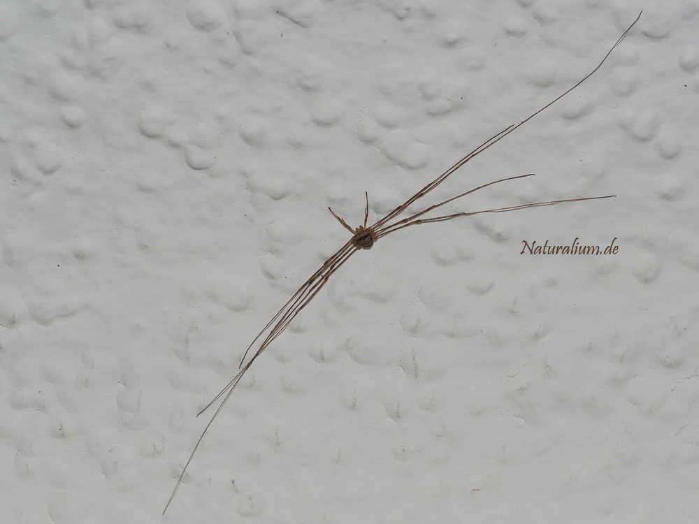 Gabelpalpen-Weberknecht, Dicranopalpus ramosus