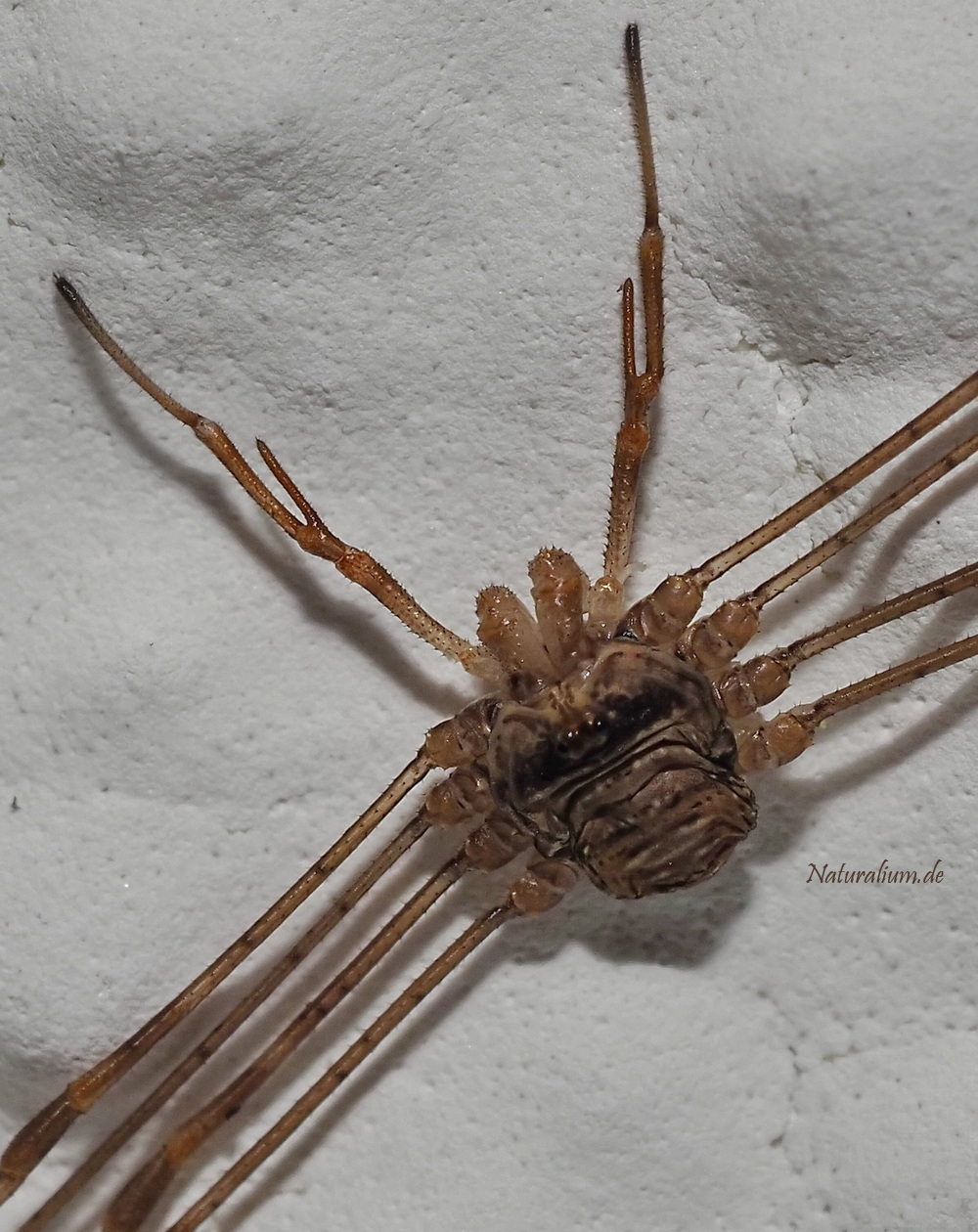 Gabelpalpen-Weberknecht, Dicranopalpus ramosus