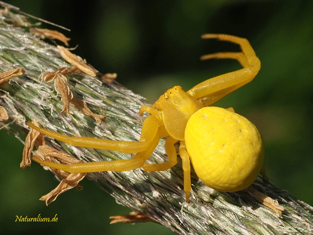 Veränderliche Krabbenspinne, Misumena vatia