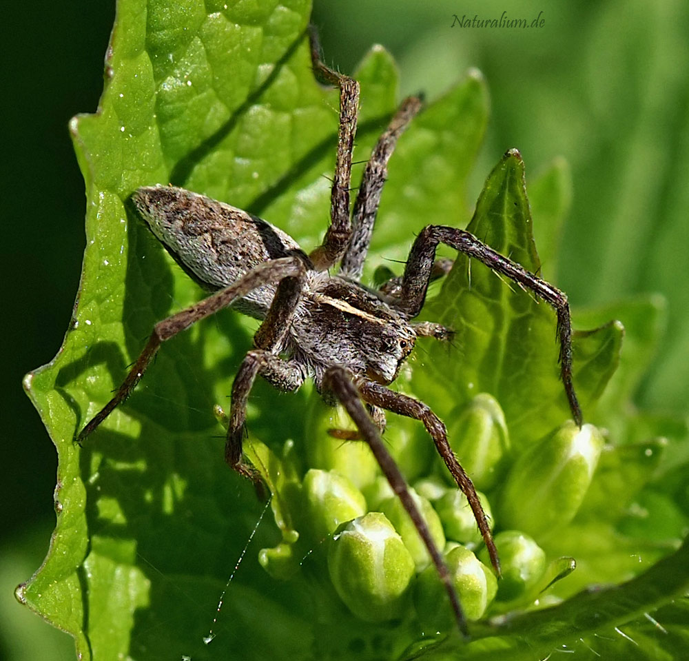 Listspinne, Pisaura mirabilis