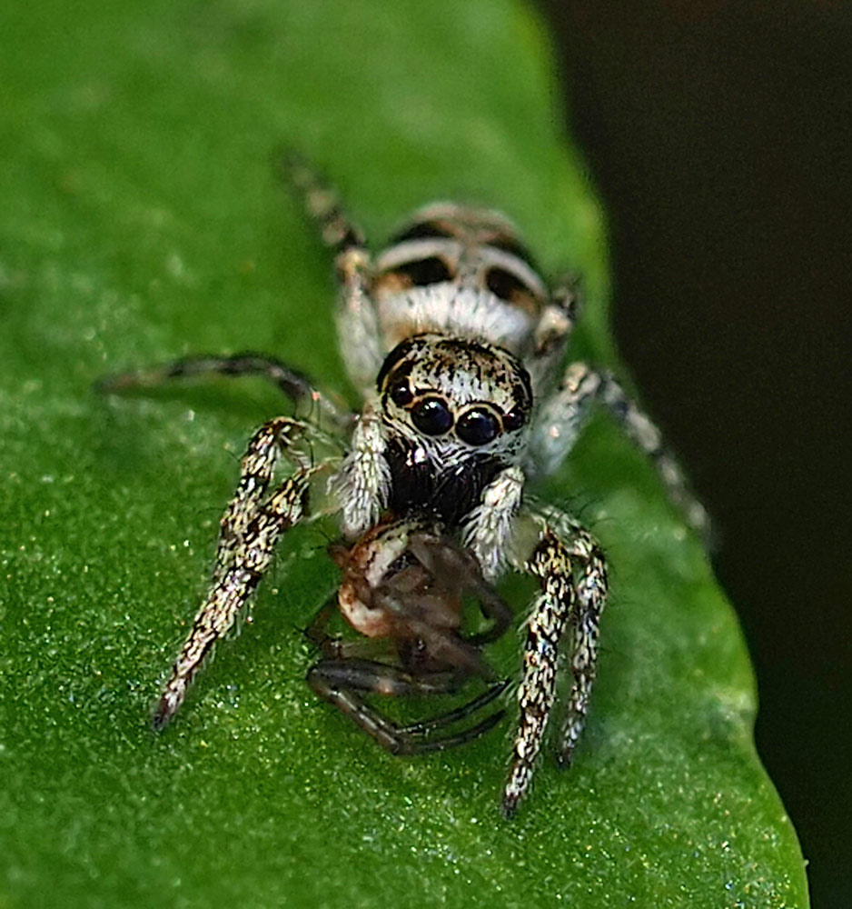 Mauer-Zebraspringspinne, Salticus scenicus Mauer-Zebraspringspinne, Salticus scenicus