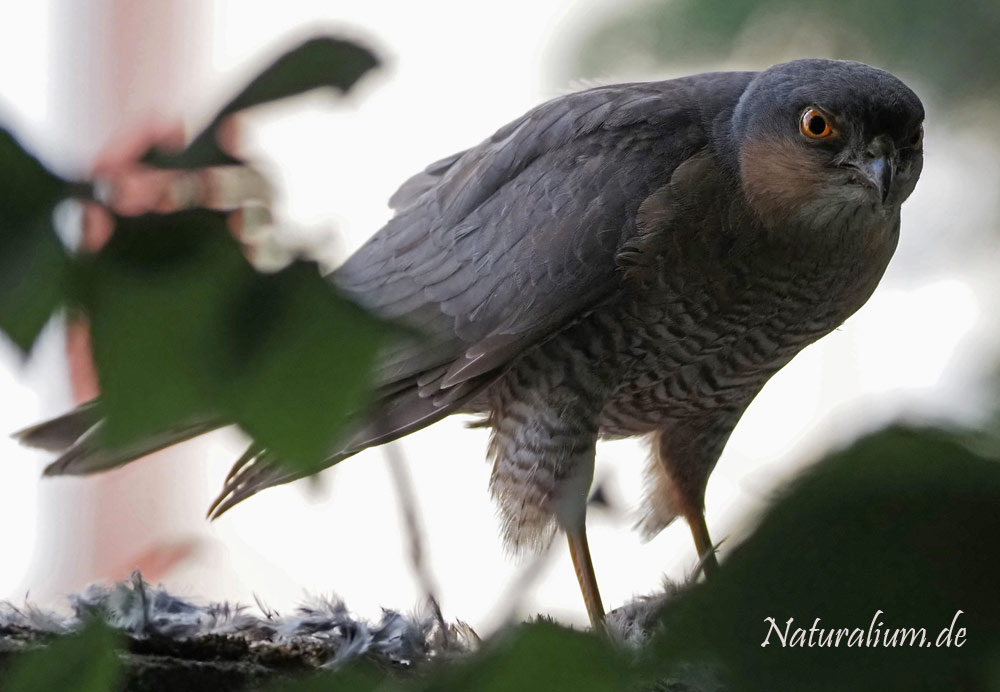 Sperber, Accipiter nisus