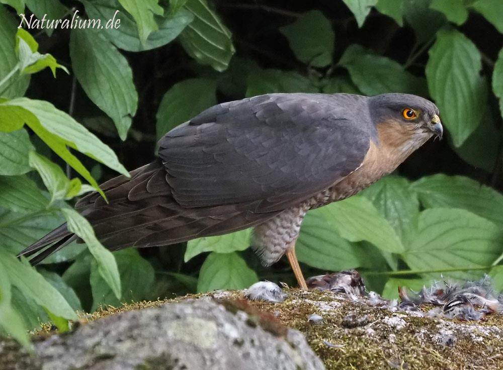 Sperber, Accipiter nisus