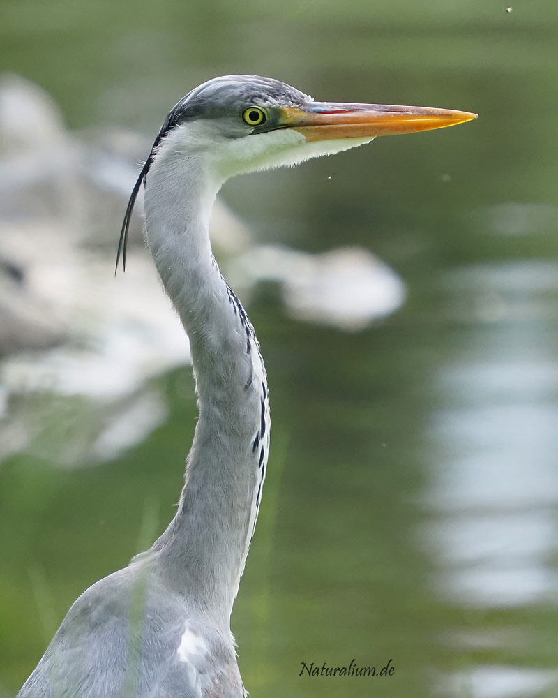 Graureiher, Ardea cinerea jung