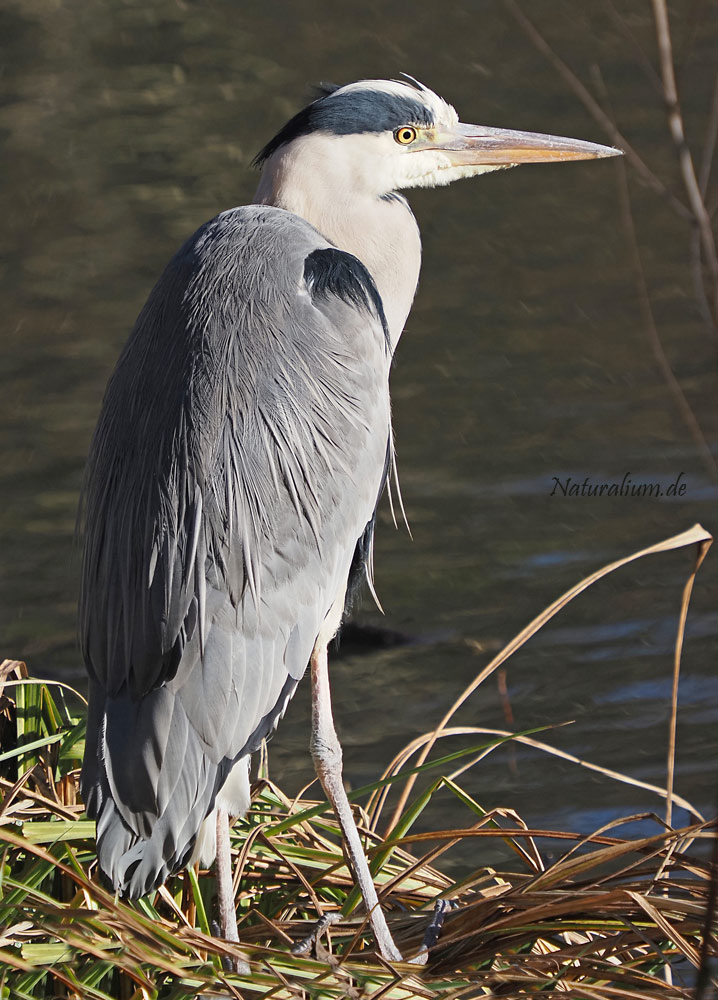 Graureiher, Ardea cinerea