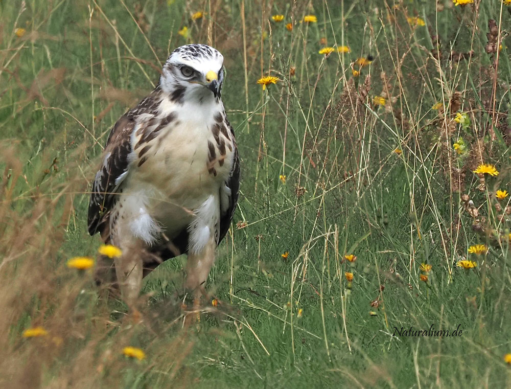 Mäusebussard, Buteo buteo